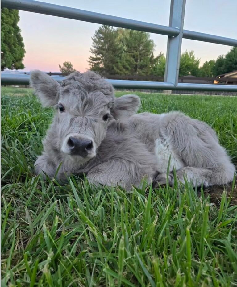Available Mini Cows