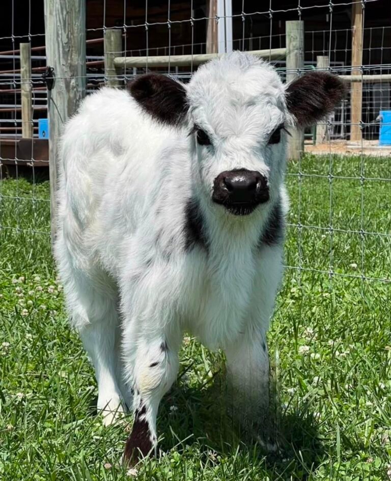 Mini Highland Calf for Sale