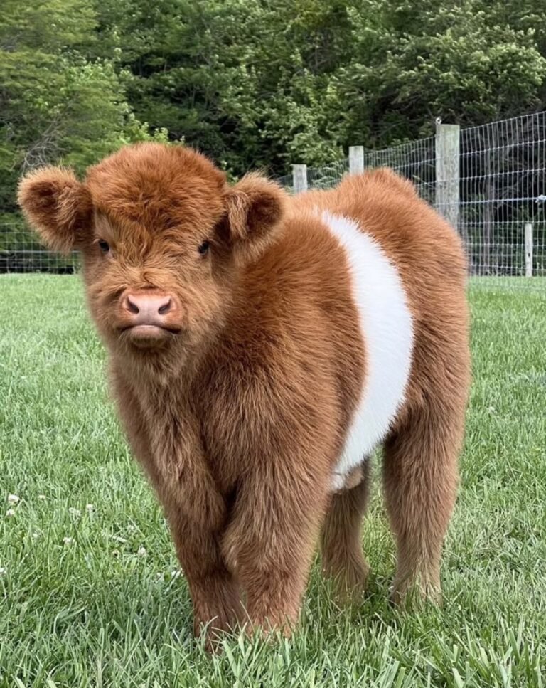 Mini Highland Calf for Sale