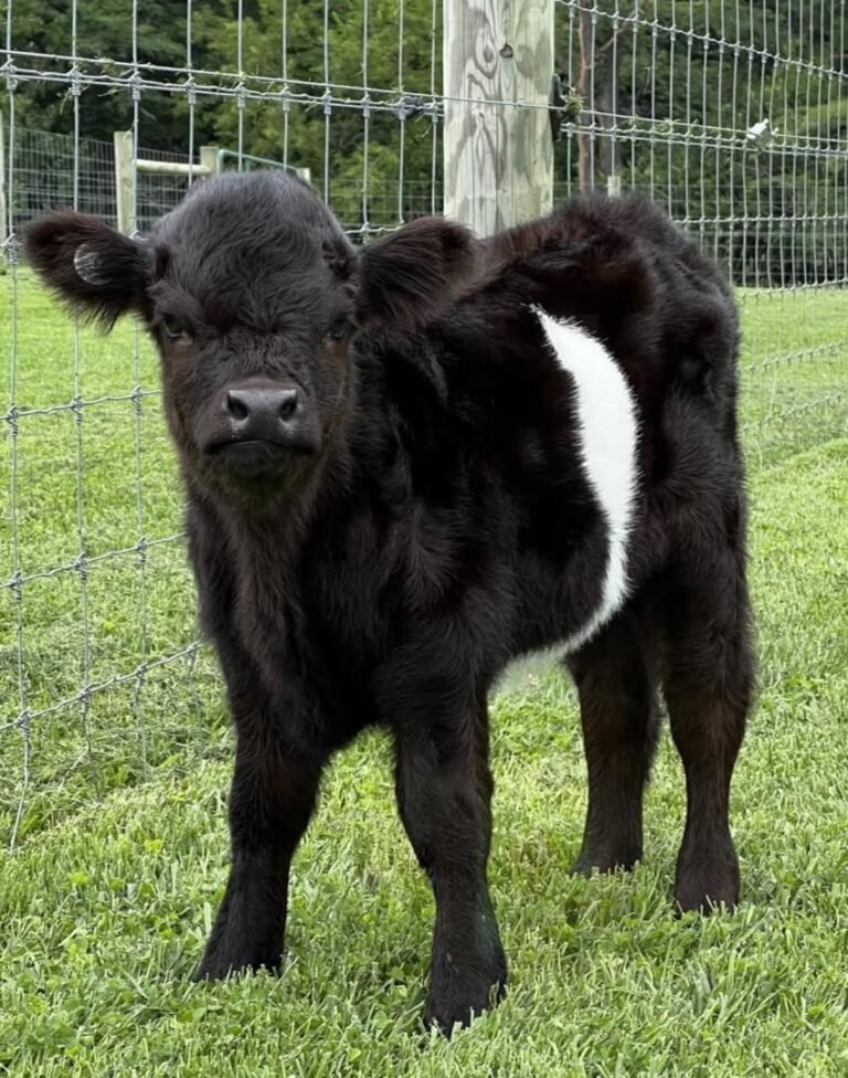 Mini Highland Calves for Sale
