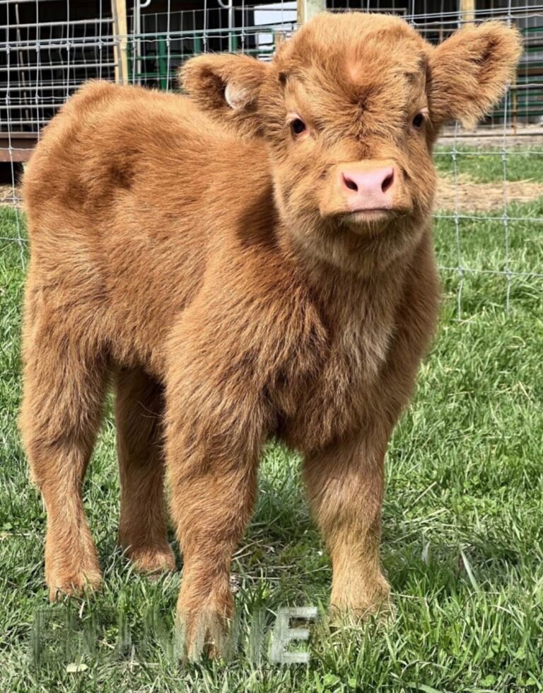 Mini Highland Calf for Sale