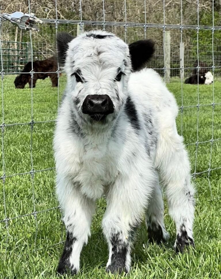 Mini Highland Cattle Calves for Sale