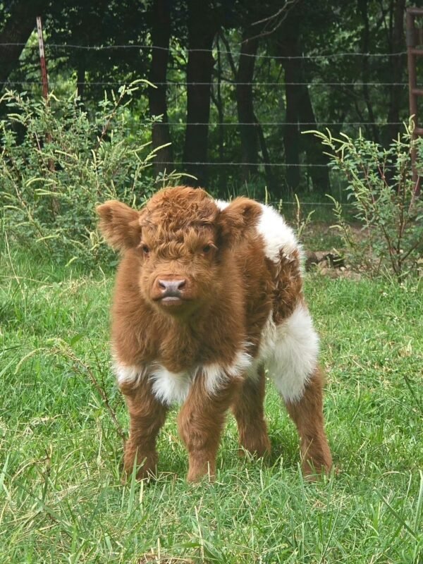 Young calt eating grass