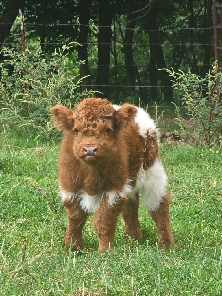 Miniature Highland calf for sale