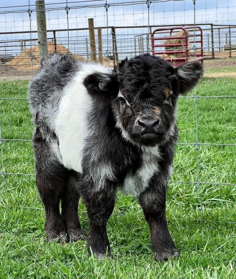 Mini Highland Calves for Sale