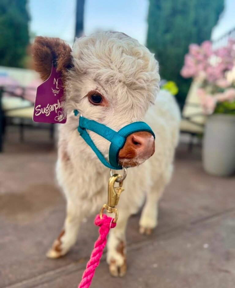 Mini Highland Calves For Sale