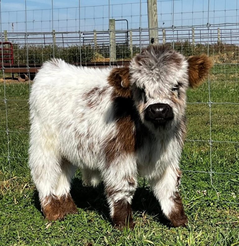 Mini Highland Calf for Sale