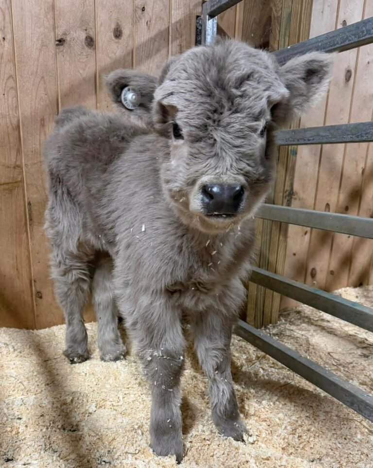Mini Highland Cattle Calves for Sale