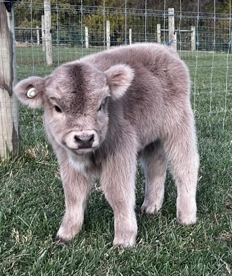 Mini Highland Cattle Calves for Sale