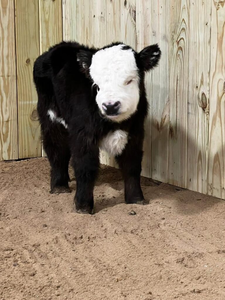Mini Highland Calf for Sale