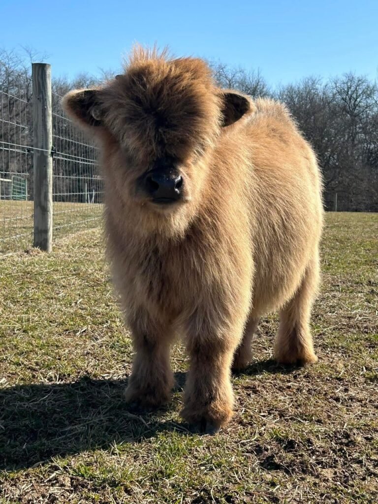 Mini Highland Calf for Sale
