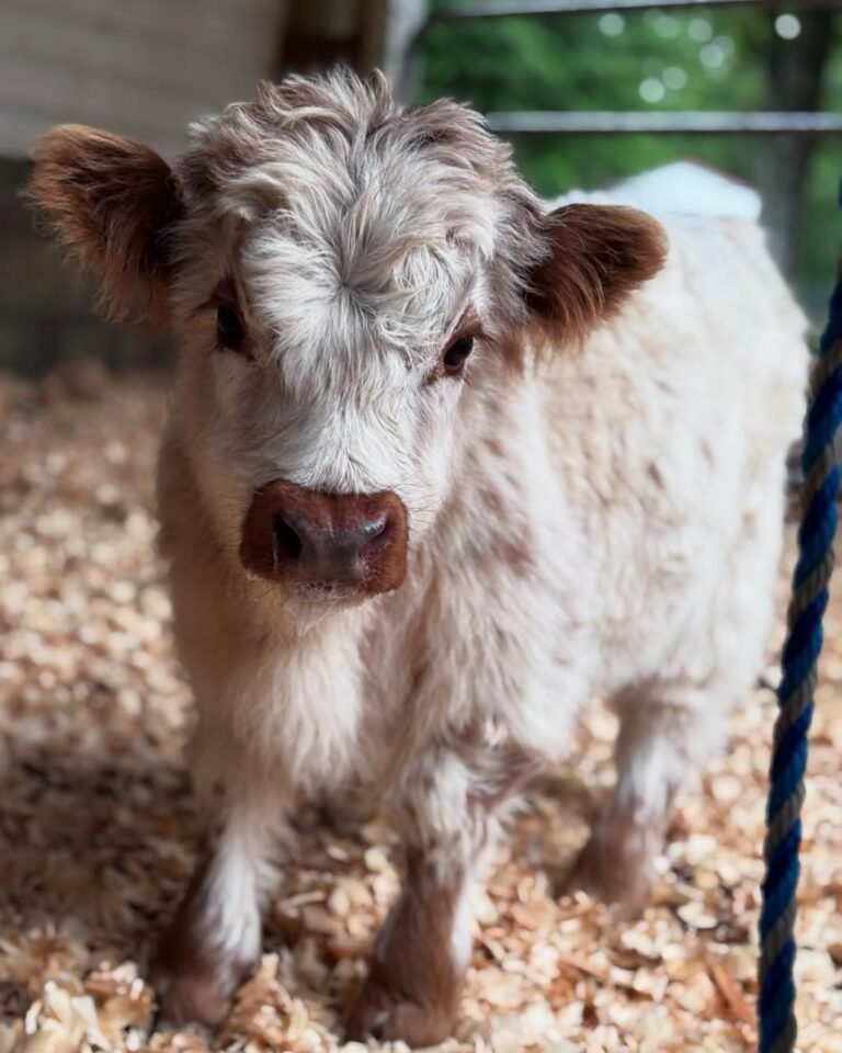 Mini Highland Cattle Calves for Sale