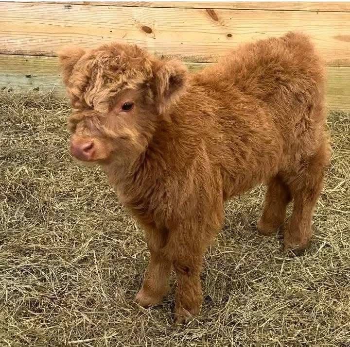Available Mini Cows