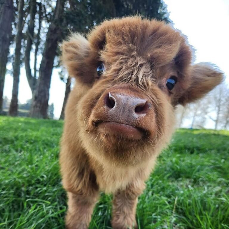 Mini Highland Cattle Calves for Sale