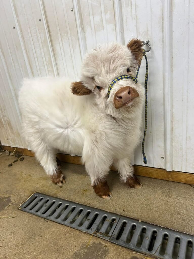 Mini Highland Cattle Calves for Sale