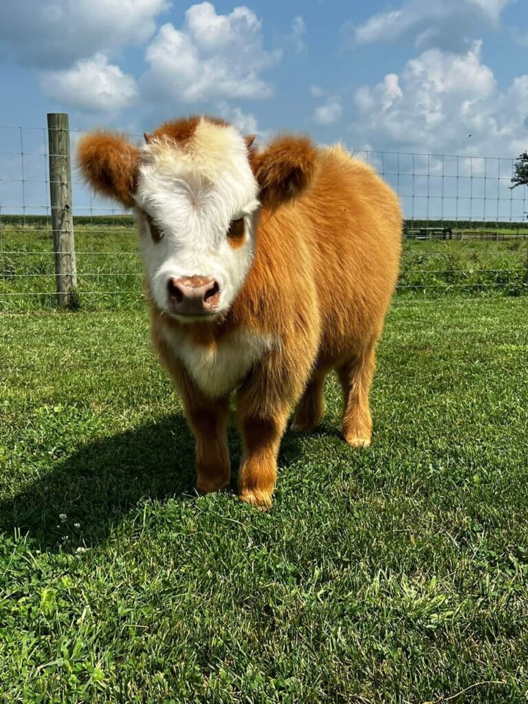 Mini Highland Calves for Sale