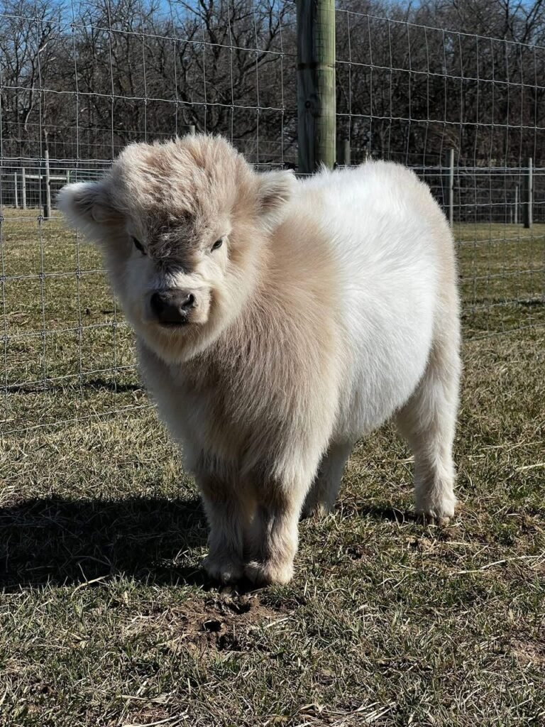 Available Mini Cows