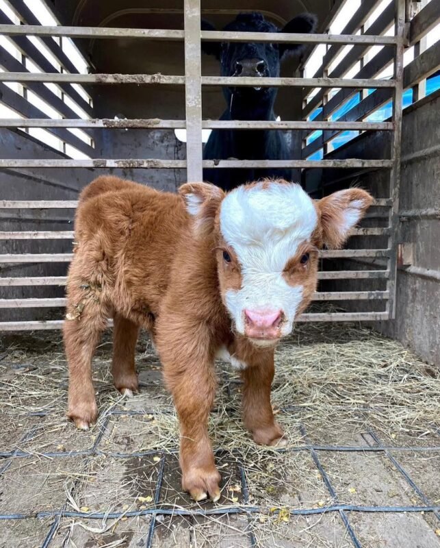 AVAILABLE MINIATURE HIGHLAND CALF FOR SALE