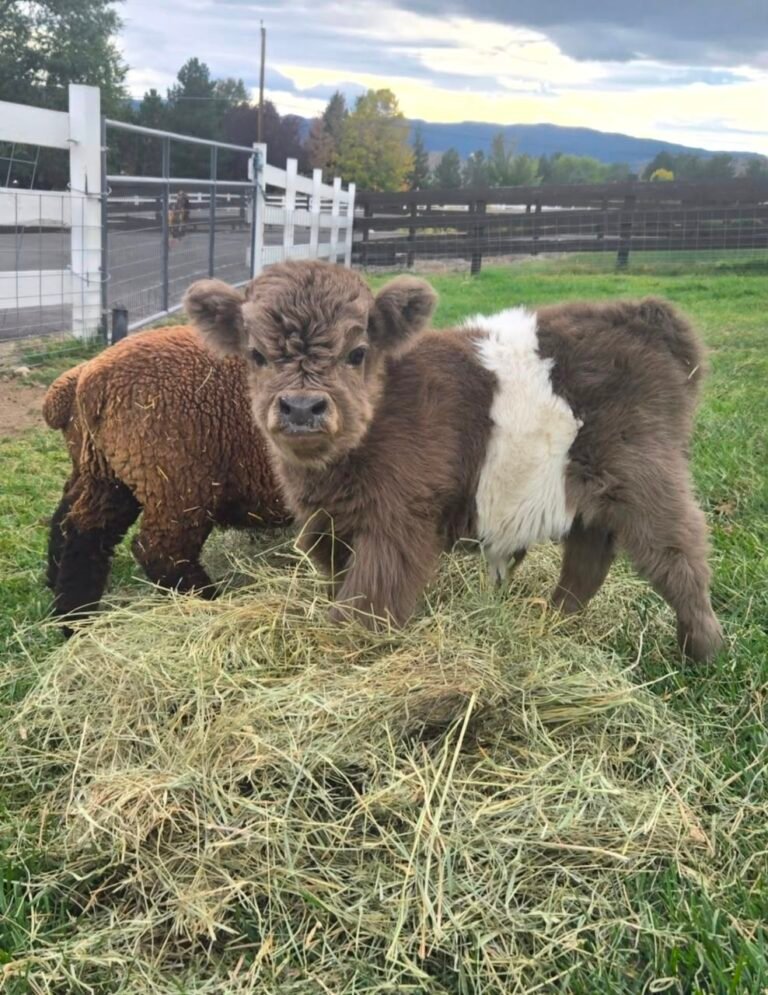 Miniature Highland calf grazing in a pasture