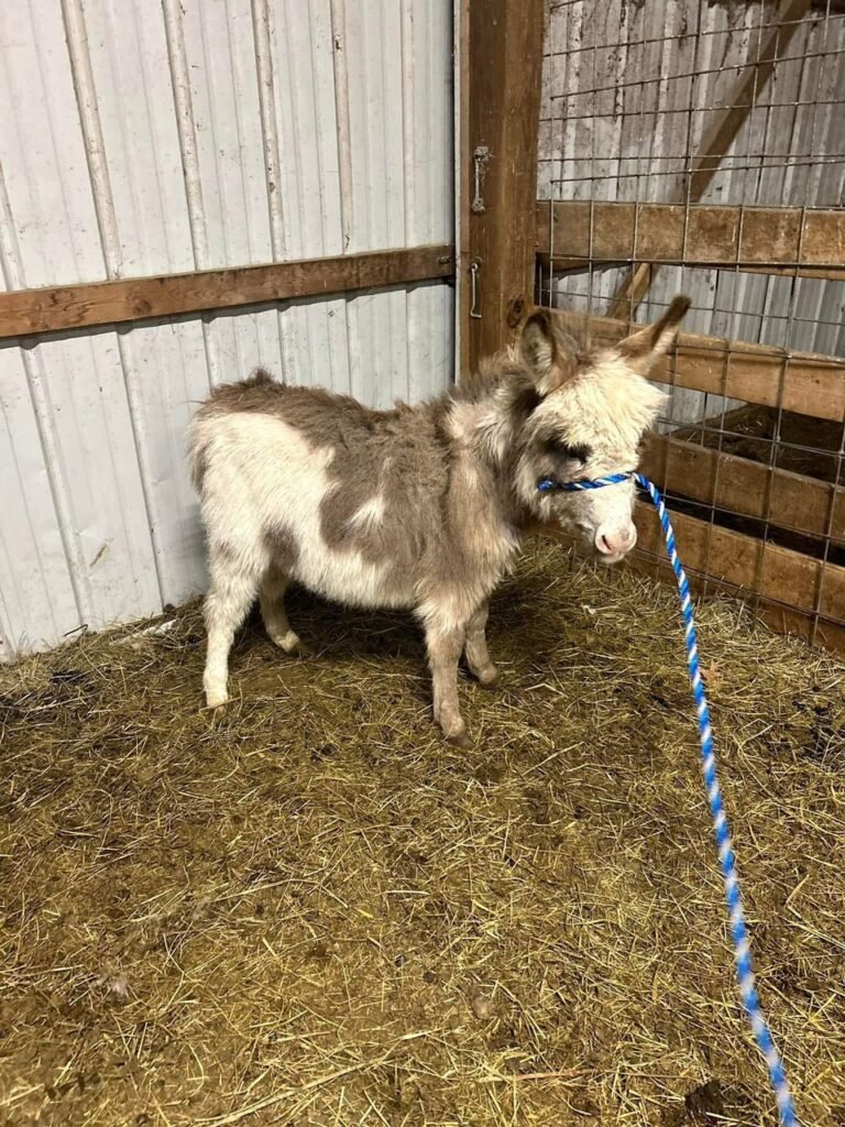 Donkey Foals for Sale 