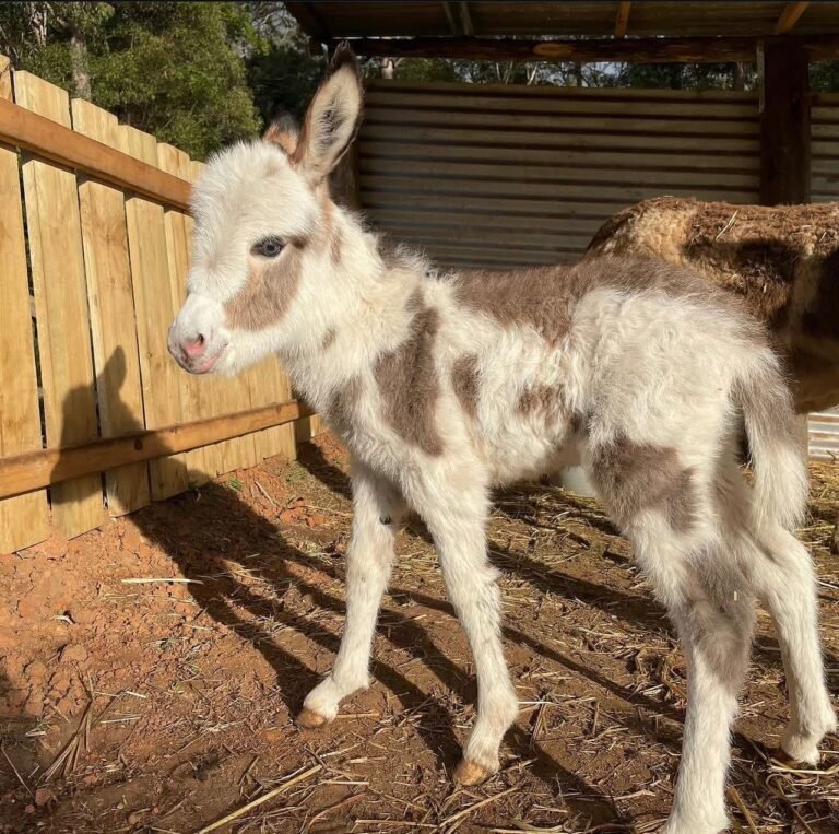 Miniature Donkey Foals for Sale 