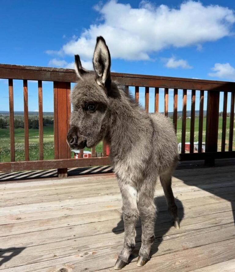 Miniature Donkey Foals for Sale 