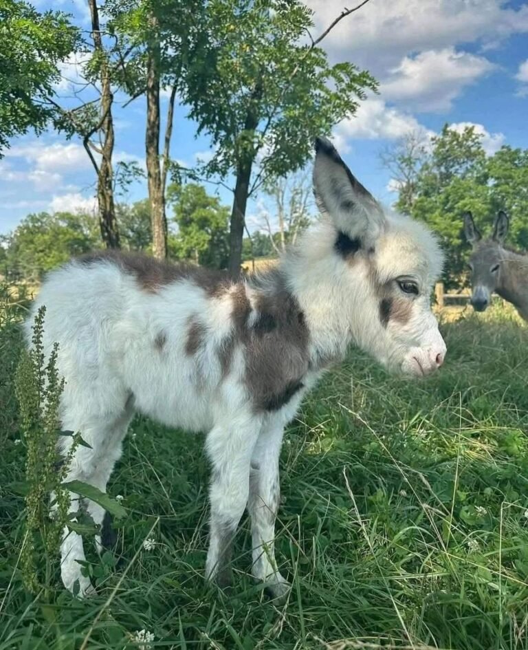 Miniature Donkey Foals for Sale 