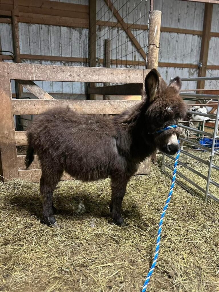 Miniature Donkey Foals for Sale 