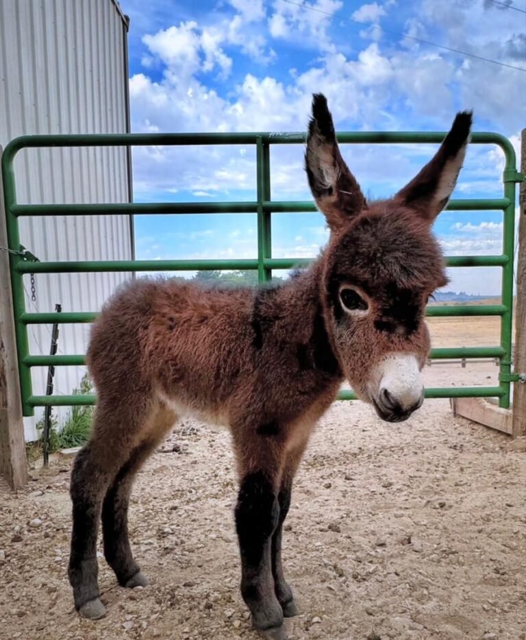 Donkey Foals for Sale 