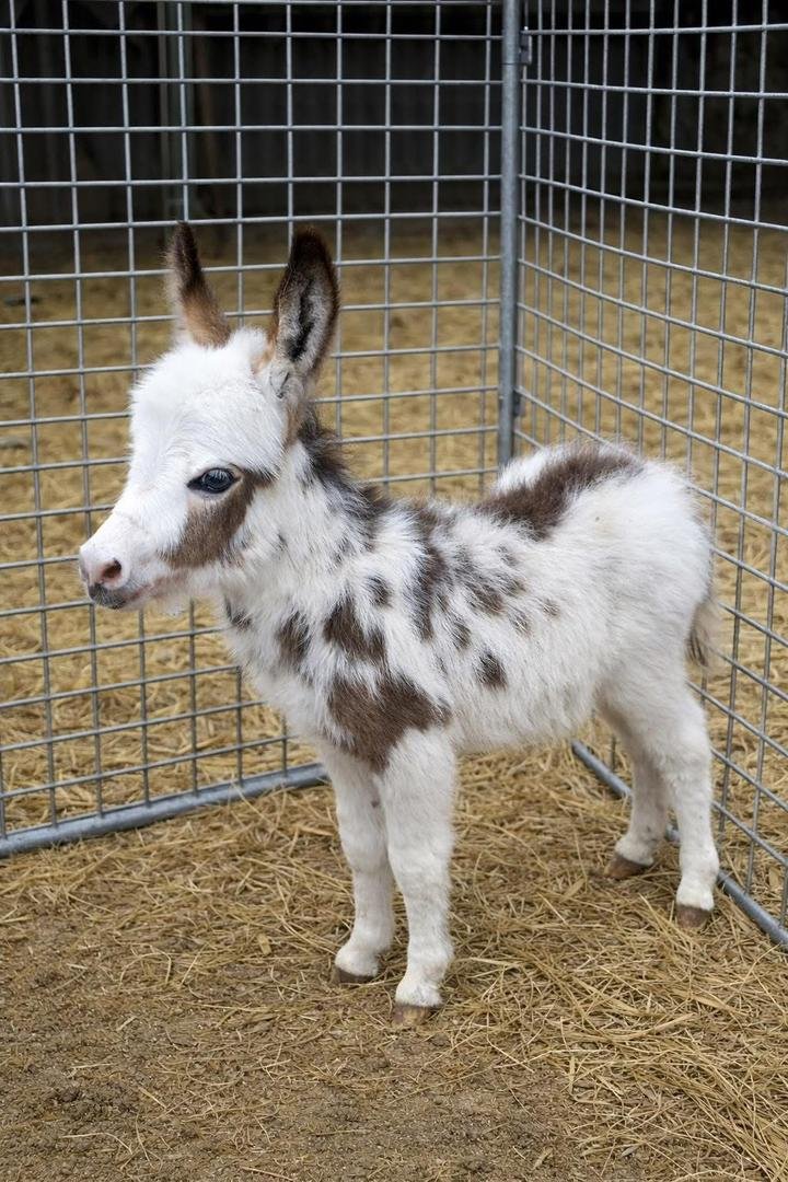 Available Miniature Donkey Foals for Sale 
