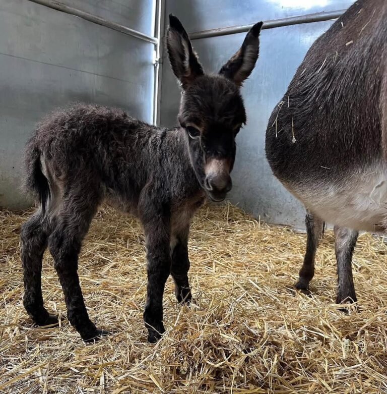 Miniature Donkey Foals for Sale 