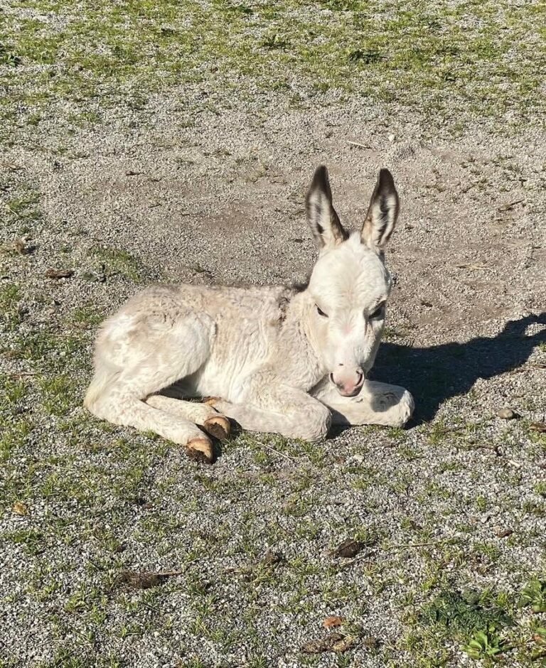 Miniature Donkey Foals for Sale 