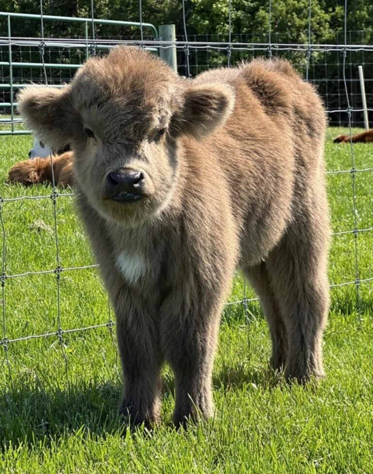 Mini Highland Calves for Sale