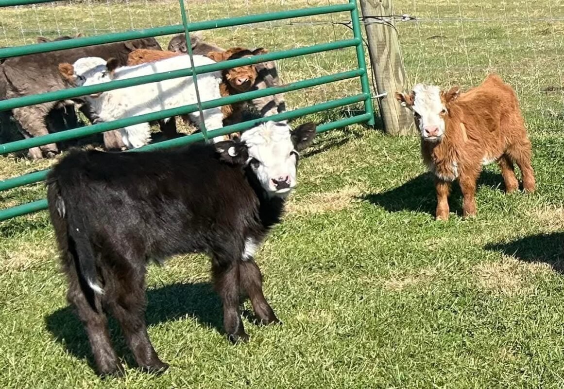 Mini Highland cattle grazing on small acreage