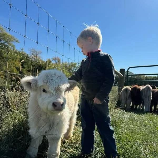 Mini Highland cow on a hobby farm