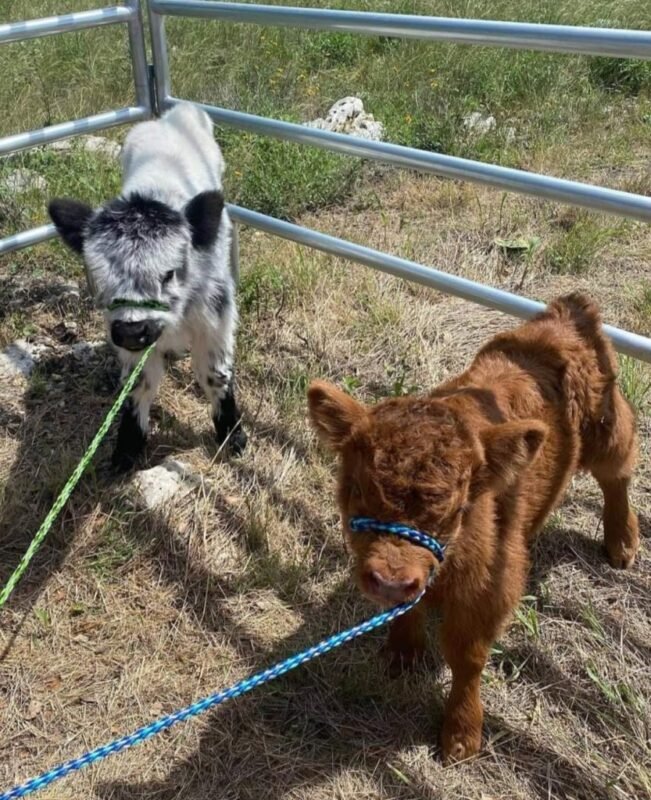 Mini Highland cattle prepared for a small acreage farm