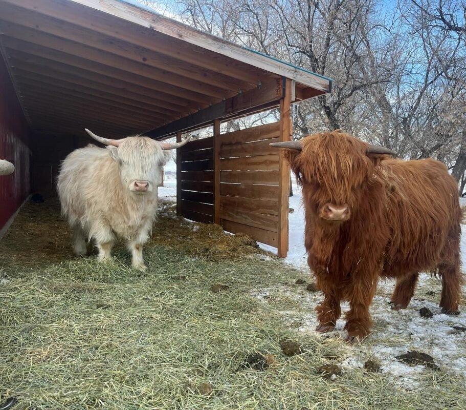 Mini Highland cow shelter and water on small acreage