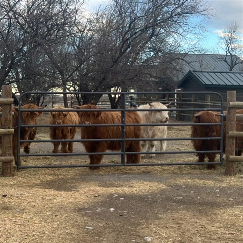 Mini Highland cow space requirements for small farms