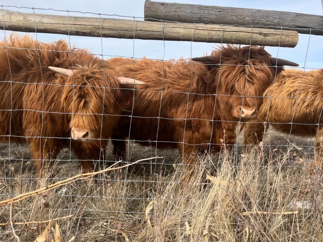 Mini Highland cow for small acreage farm